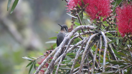 Green-breasted Mountaingem (Lampornis sybillae), photo 6