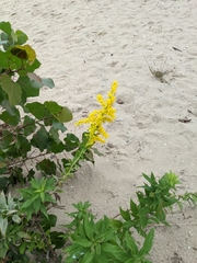 Solidago