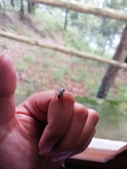 Macrodactylus mexicanus