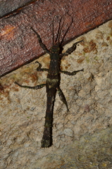 Paraprisopus