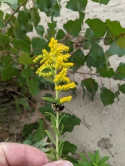 Solidago