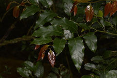 Cryptocarya erythroxylon
