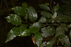 Cryptocarya erythroxylon