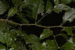 Cryptocarya erythroxylon