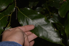 Cryptocarya erythroxylon