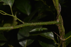 Cryptocarya erythroxylon