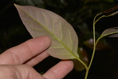 Cryptocarya erythroxylon