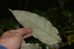 Cryptocarya erythroxylon