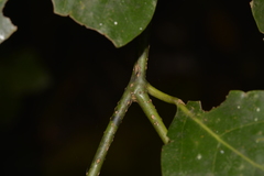 Cryptocarya erythroxylon