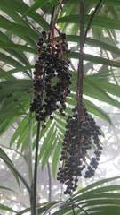 Chamaedorea costaricana