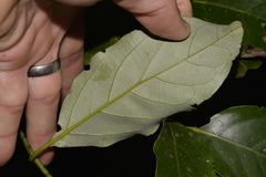 Cryptocarya erythroxylon