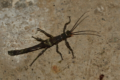 Paraprisopus