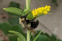 Bombus impatiens