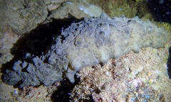 Stichopus