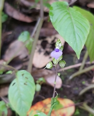 Rhynchoglossum