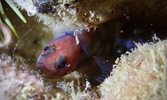 Cirripectes vanderbilti