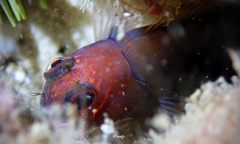 Cirripectes vanderbilti