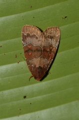 Hampsonodes mastoides
