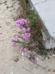 Symphyotrichum novae-angliae