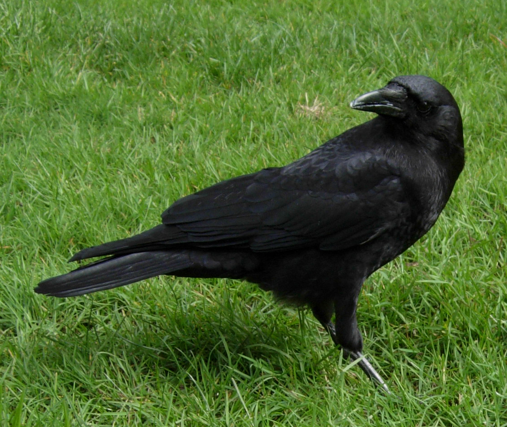 Northwestern Crow
