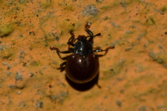 Corynomalus rufipennis