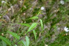 Periploca sepium