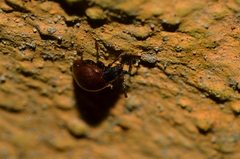 Corynomalus rufipennis