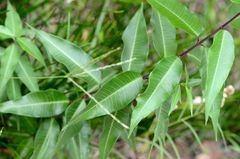 Periploca sepium
