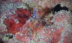 Exoclimenella maldivensis