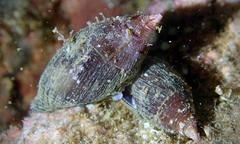 Nebularia