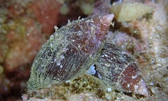 Nebularia