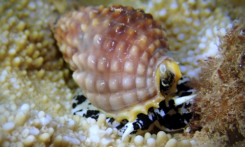 Nassarius papillosus observed 2021-10-01