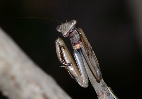 Chinese mantis