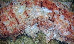 Stichopus
