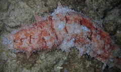 Stichopus