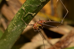 Ventrivomer ancyrophorus