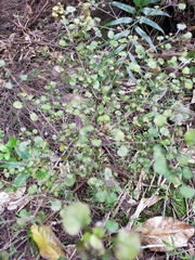Coprosma spathulata spathulata