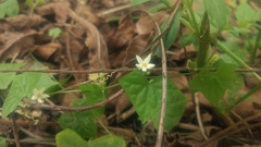 Zehneria japonica