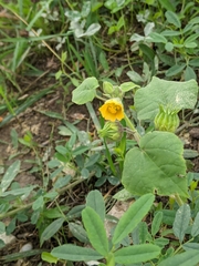 Abutilon theophrasti