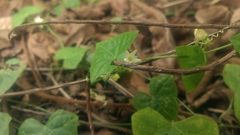 Zehneria japonica