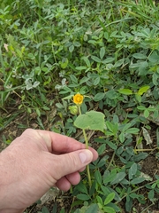 Abutilon theophrasti