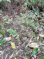 Coprosma spathulata spathulata