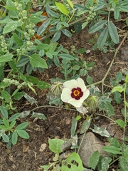 Hibiscus trionum