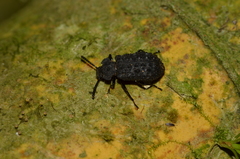 Goniadera quadrinodosa
