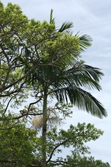 Archontophoenix alexandrae