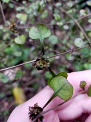 Coprosma spathulata spathulata