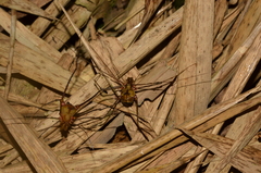 Ventrivomer ancyrophorus