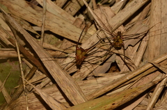 Ventrivomer ancyrophorus