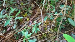 Nepenthes ampullaria