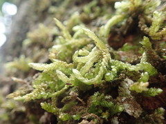 Weymouthia cochlearifolia